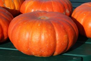 zucca